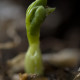 8 Power-House Reasons Why, Grow Peas Like There Is No Tomorrow