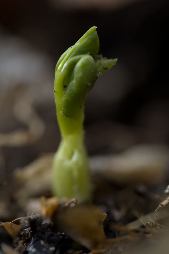 8 Power-House Reasons Why, Grow Peas Like There Is No Tomorrow