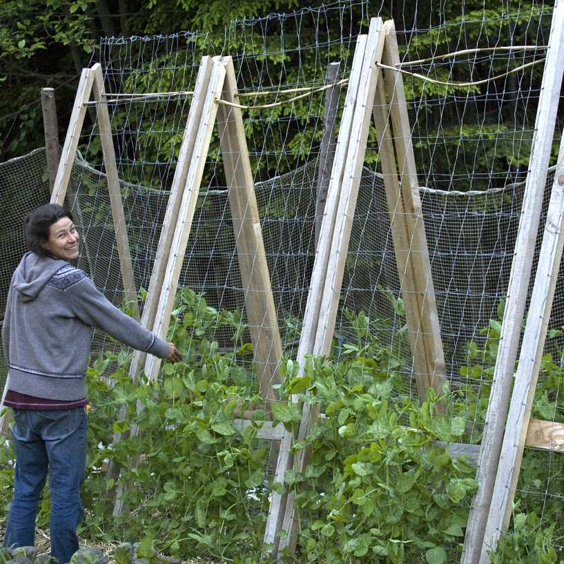 The Best DIY Pea Trellis Ever | sustain yourself society